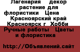 Лагенария. , декор растение для флористики › Цена ­ 300 - Красноярский край, Красноярск г. Хобби. Ручные работы » Цветы и флористика   